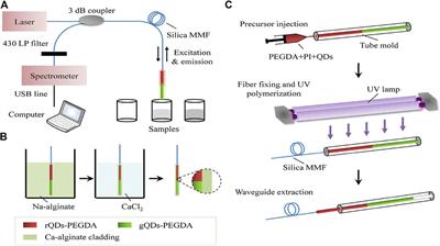 Optical Fiber Sensors for Metal Ions Detection Based on Novel Fluorescent Materials